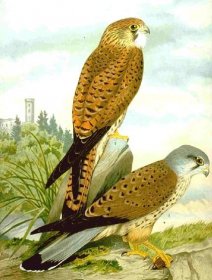 Falco tinnunculus - wikiital.com