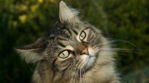 Norská lesní kočka – povaha, popis plemene