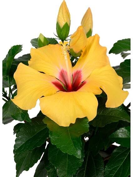 Pokojový ibišek "HibisQs" žlutý výška cca 45-50 cm průměr cca 17 cm Hibiscus