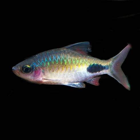 Rohani barb (Dawkinsia rohani).