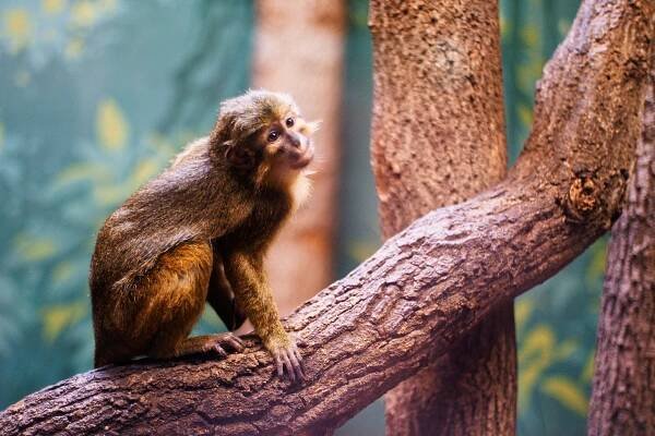 ZOO Prague – Petr Mohykán