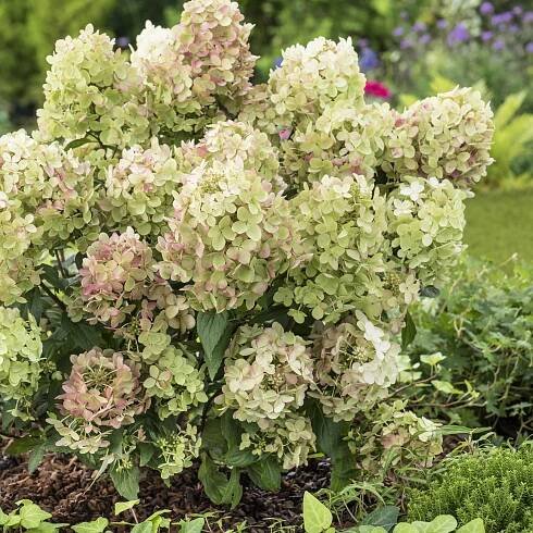 Hortensie PETITE® Star - Bakker