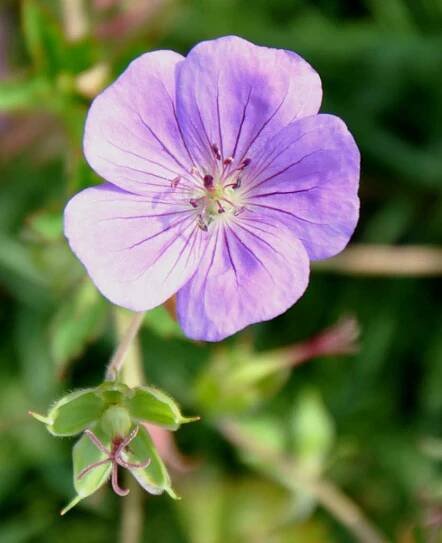 geranium rozanne