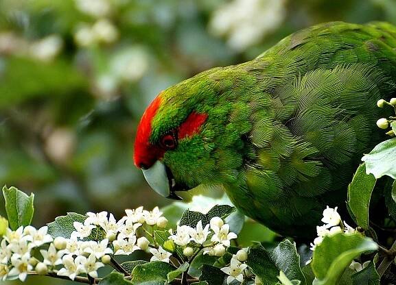 red crowned parakeet Kakariki