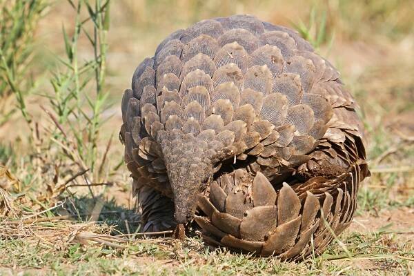 A pangolin curled into a ball
