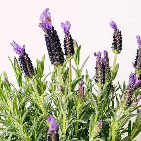Lavandula Stoechas 'Anouk' Duo picture 1
