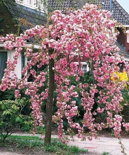 Plnokvětá převislá sakura