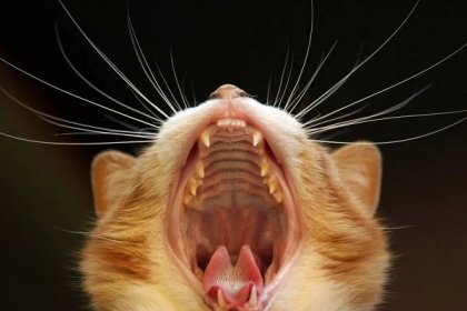 A white and orange cat yawns wide, showing his teeth.