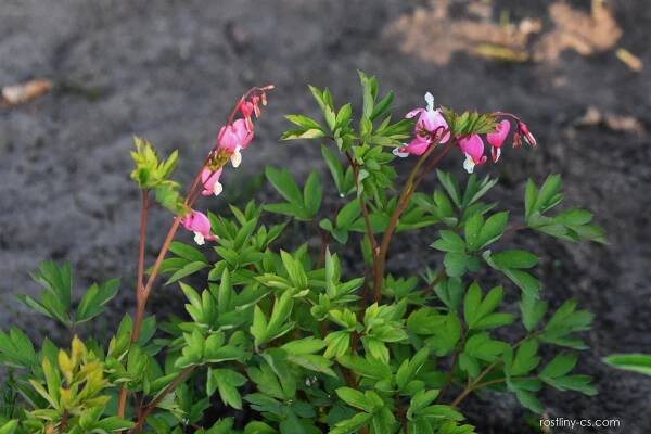 Srdcovka nádherná (Lamprocapnos spectabilis)