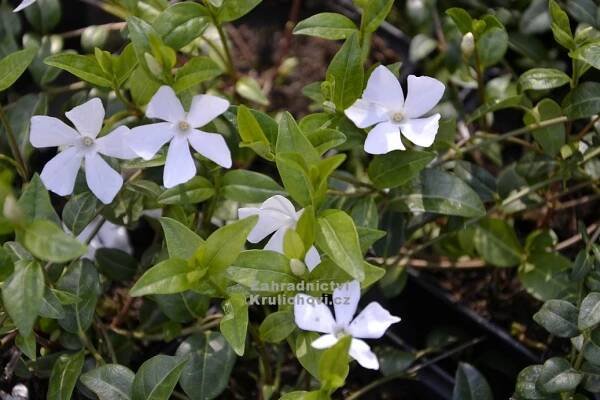Vinca minor " Colada " - barvínek, brčál Zahradnictví Krulichovi - zahradnictví, květinářství, trvalky, skalničky, bylinky
