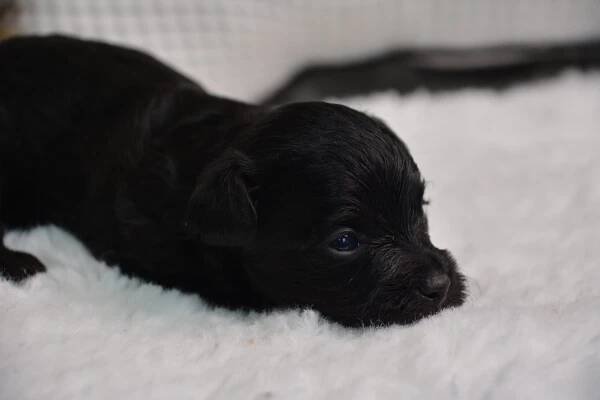 Darcy -Male Yorkiepoo