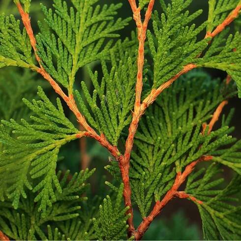 Túje - Thuja plicata - semena - 18 ks