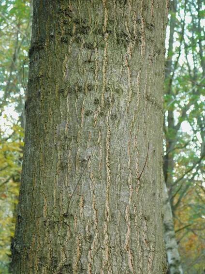 Dub červený (Quercus rubra)