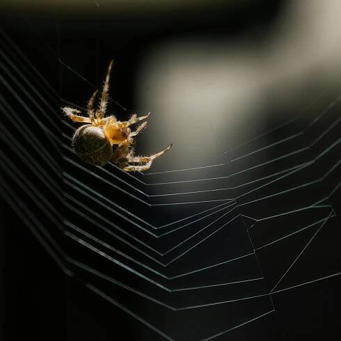 Detail Pavouka Na Jemné Síti · Základová fotografie zdarma