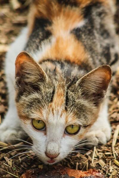 Základová fotografie na téma bdělý, bokeh, calico cat, detail, domácí mazlíček, domácí zvíře, felis catus, hravý, jemná