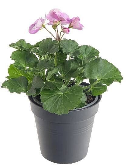 Muškát vzpřímený, Pelargonium zonale, bílo - fialový skladem
