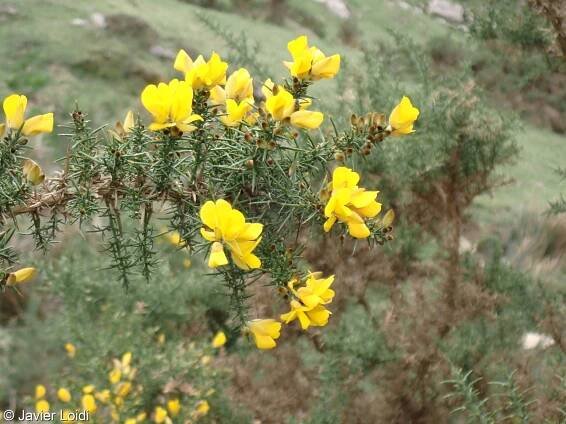 Ulex europaeus – hlodáš evropský