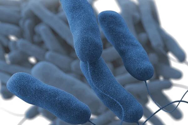 A 3D illustration of Legionella bacteria