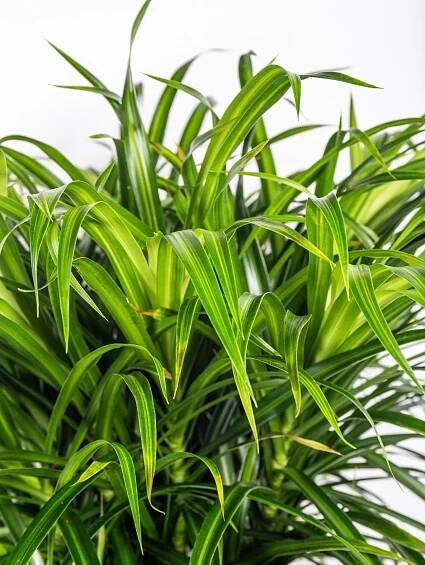 Dračinec reflexa, Dracaena Anita, na kmínku,skladem | ZAZUMi.cz