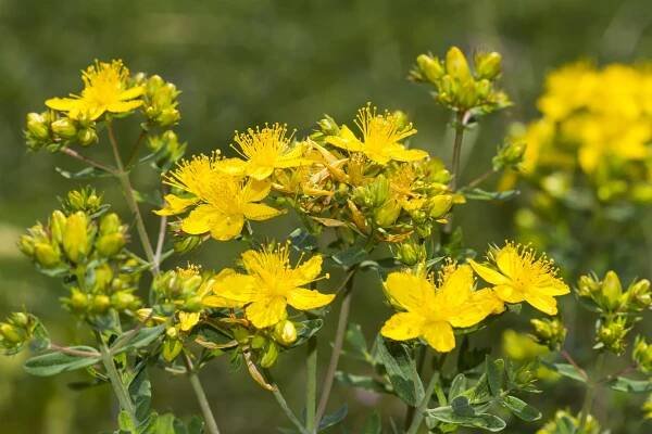 st. johns wort