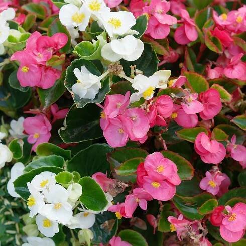 Begonie Begonia semperflorens; velikost květináče: 9 cm; barva květu: různá