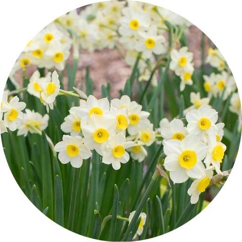 Narcis taceta - Narcissus (Tazetta) 'Minnow'  (1 ks/ 5 ks/ 10 ks)