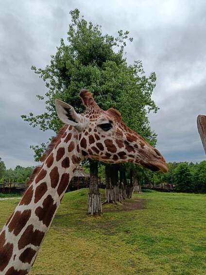ZOO | Základní škola Pardubice-Dubina, Erno Košťála 870
