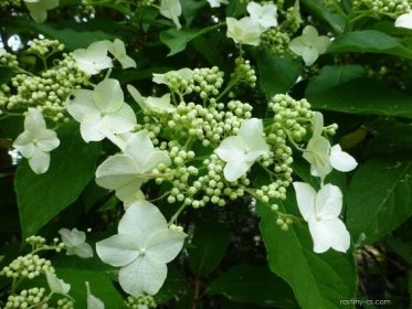 Hortenzie stromkovitá - Hydrangea arborescens Annabelle, květy, květenství