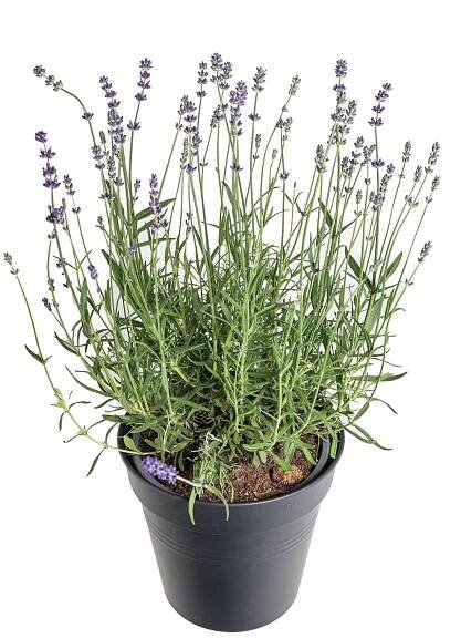 Levandule, Lavandula angustifolia Hidcote Blue Strain, skladem | ZAZUMi.cz