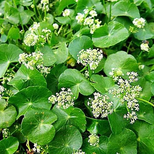 Centella asiatica - Pupečník asijský Balení obsahuje 20 semen