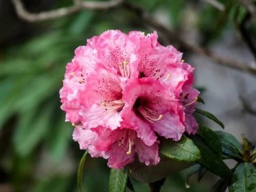 File:Pink Rhododendron Blossom Prashar Himachal Apr11 P1020872.jpg - Wikimedia Commons