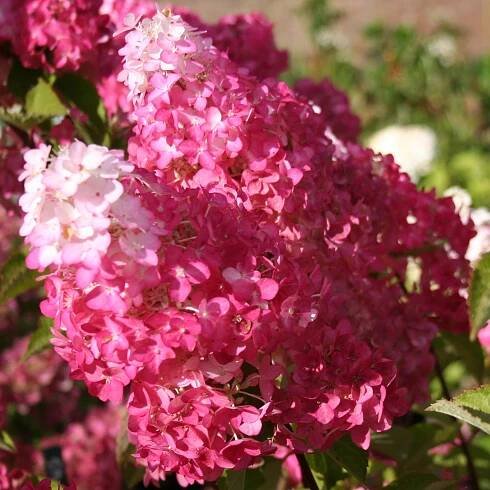 Verkauf Rispenhortensie Fraise Melba® 'Renba' - Rispenhortensie