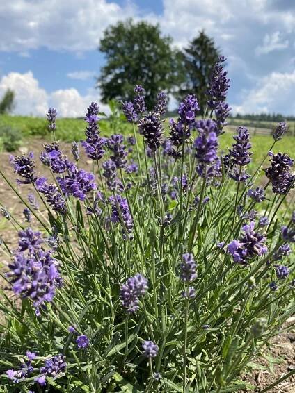 Ktoré rastliny strihať na jeseň: príprava záhrady na zimu - Garden centrum Záhradníci