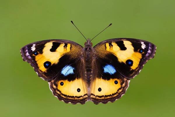 Soubor:Open wing basking position of Junonia hierta (Fabricius, 1798) - Yellow Pansy WLB.jpg – Wikipedie