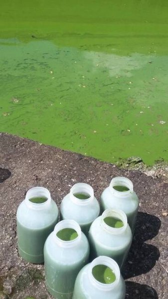 Sinice – skrytá hrozba – ÚSTAV PRO HYDRODYNAMIKU AV ČR
