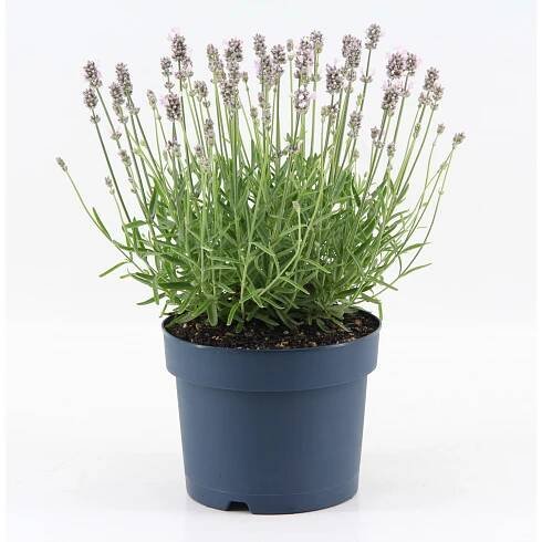 OBI Levandule "Felice Light Pink" průměr květináče cca 17 cm Lavandula nakoupit u OBI