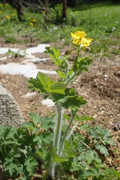 Vlaštovičník větší (Chelidonium majus)