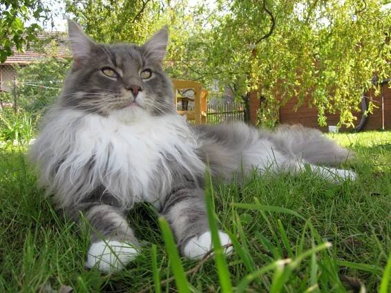 Maine coon - Mainská mývalí kočka - chovatelská stanice Herriot