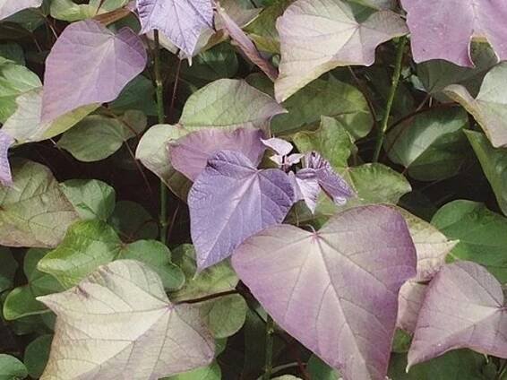 Katalpa červenající 'Purpurea'