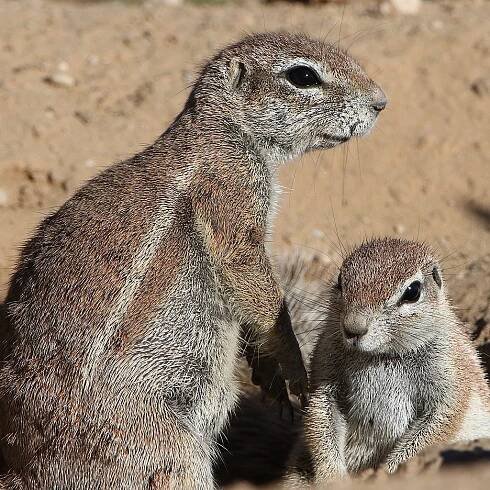 Veverka kapská (Xerus inauris) - Afrikaonline.cz