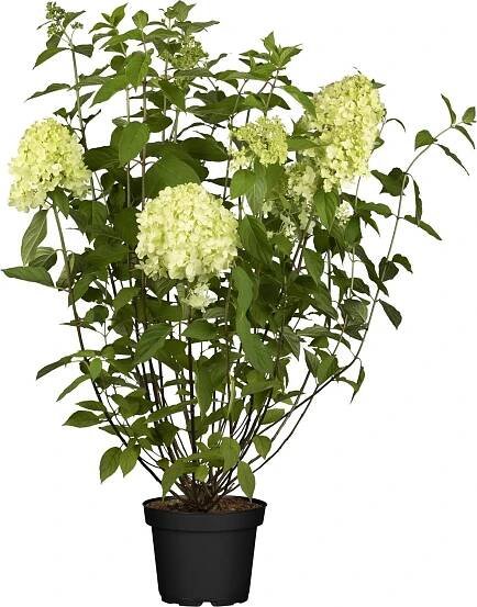 Hortenzie latnatá (Hydrangea paniculata) "Living Creations" výška 20-30 cm, 5 l