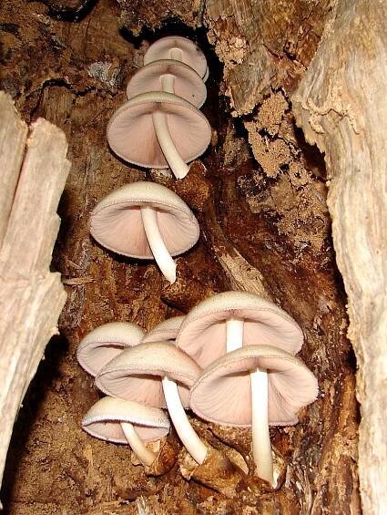 Kukmák bělovlnný - Volvariella bombycina (Schaeff.) Singer | www.ohoubach.cz