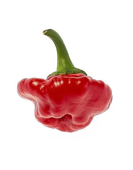 Chilli Jamaican Hot Red - Capsicum annuum - semena chilli - 6 ks