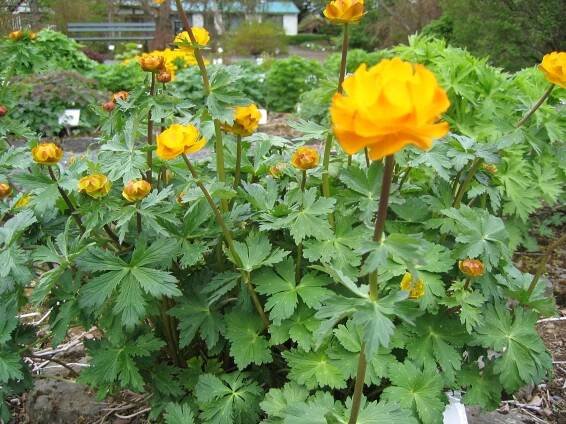 Trollius altaicus