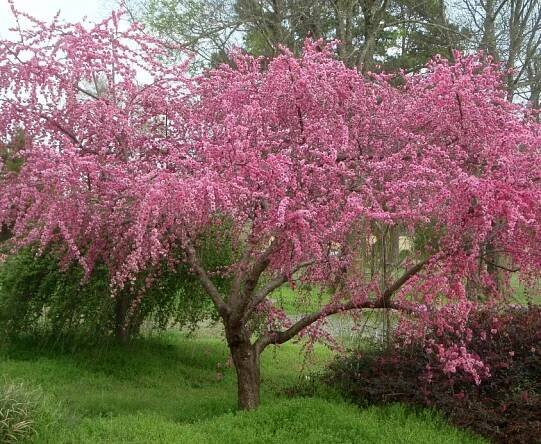 Prunus persica BONANZA - "zakrslá broskvoň" - Pěkná Zahrada