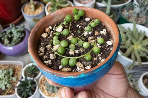 Young string of pearls plant