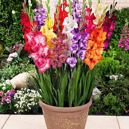 Gladiole Mischung 'Glamini' (x12) - Bakker