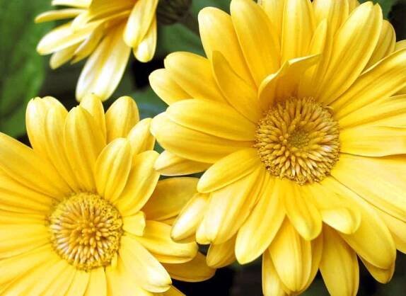 Vibrant Yellow Daisy in Full Bloom Wallpaper