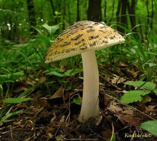 Muchomůrka šupinatá/Amanita ceciliae - Kudluv fotoatlas hub