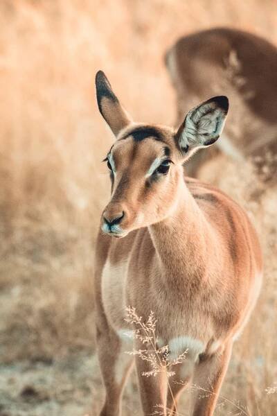 Impala -2